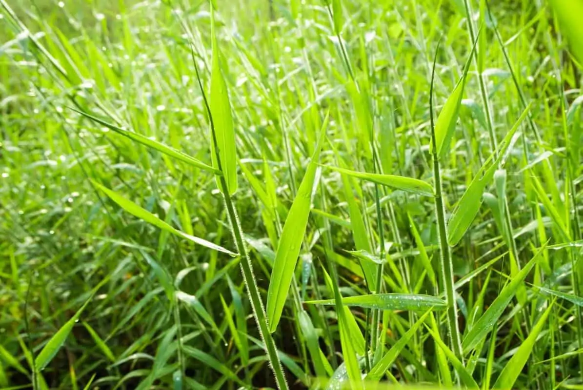 Capim Decumbens Basilisk Agrotech